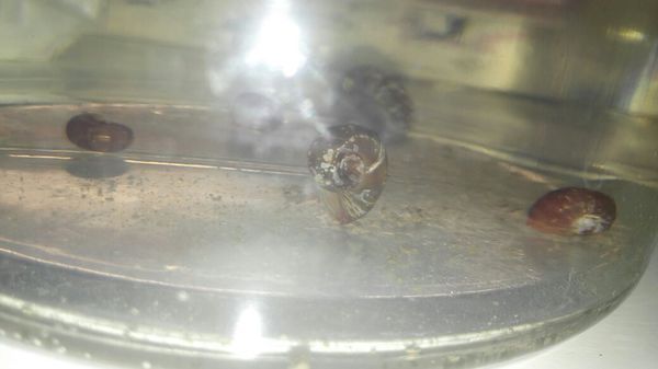 求大神看看!我的苹果螺!它这样立在水里不从壳