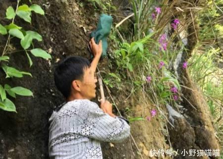 农村大叔，得知这个野生物的价值后，每天不惧炎热也要得到它，哎