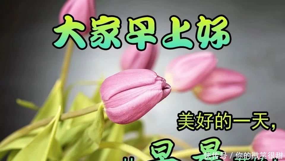 a图片图片问候祝福的你小表情包乳猪语表情句子带阳光,最美早上图片
