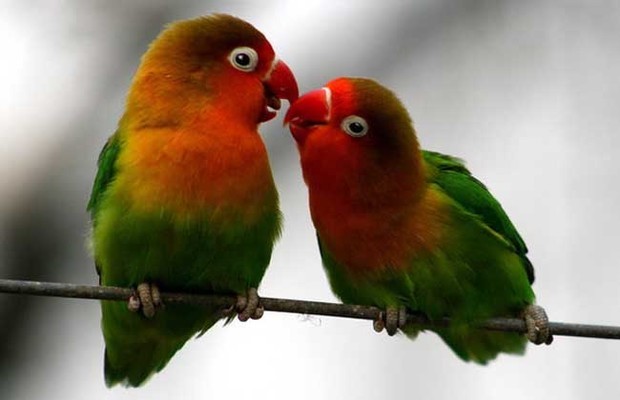 牡丹鹦鹉会说话吗?