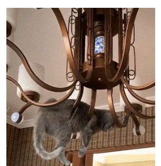 猫咪挂在吊灯上下不来,铲屎官幸灾乐祸:有本事