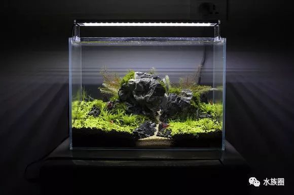 剛買的魚缸幾天可以放魚（剛買的魚缸幾天可以放魚嗎） 水族問答