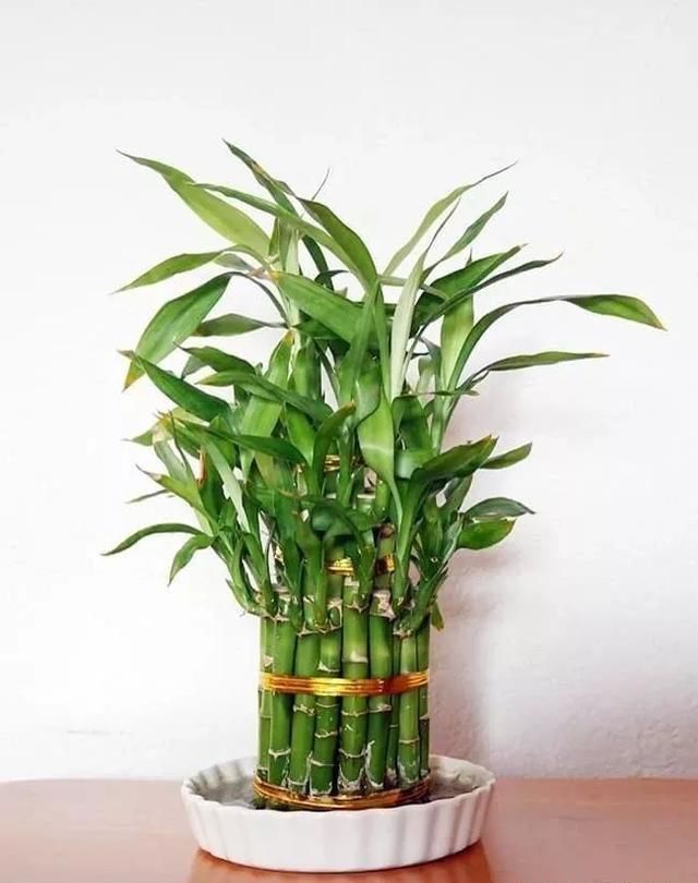 龟背竹水培好还是土培好养护方法 t01c1ee923d1315a7df.jpg