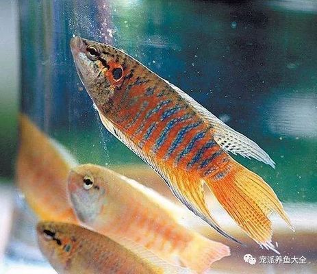 50的魚缸能養(yǎng)龍魚嗎（50的魚缸能養(yǎng)銀龍魚嗎） 銀龍魚百科