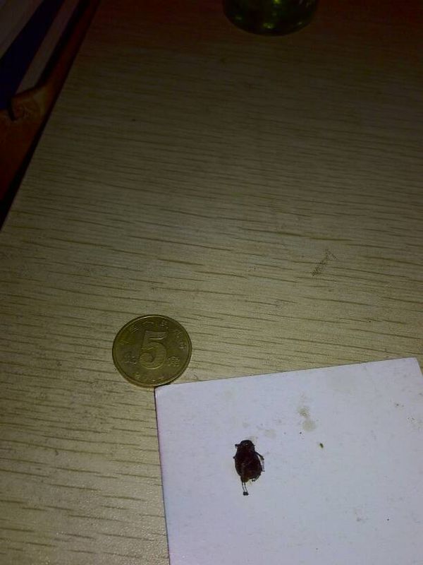 这是什么虫子?会不会咬人?有没有毒?最近家里