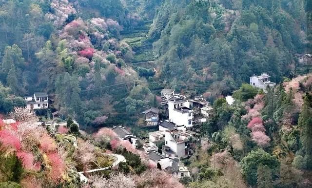 视的低调古渔村,用一片粉红花海刷爆朋友圈,高