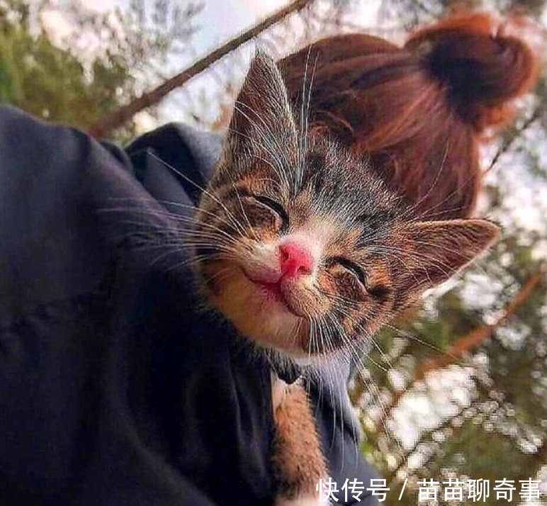 铲屎官带照片v照片,初中被拦住,小奶猫求收养长坪猫咪半路三台县四川省图片