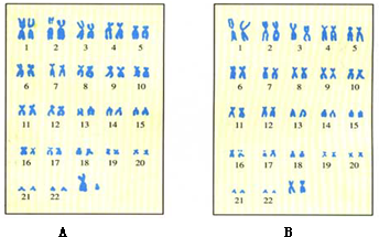 如图是科学家将人体细胞内的染色体进行整理得到的排序图,请据图分析