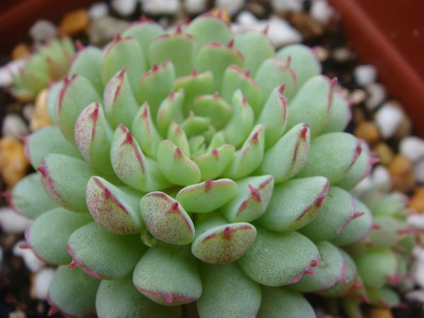 叶子末端有一点点红色的多肉植物_360问答