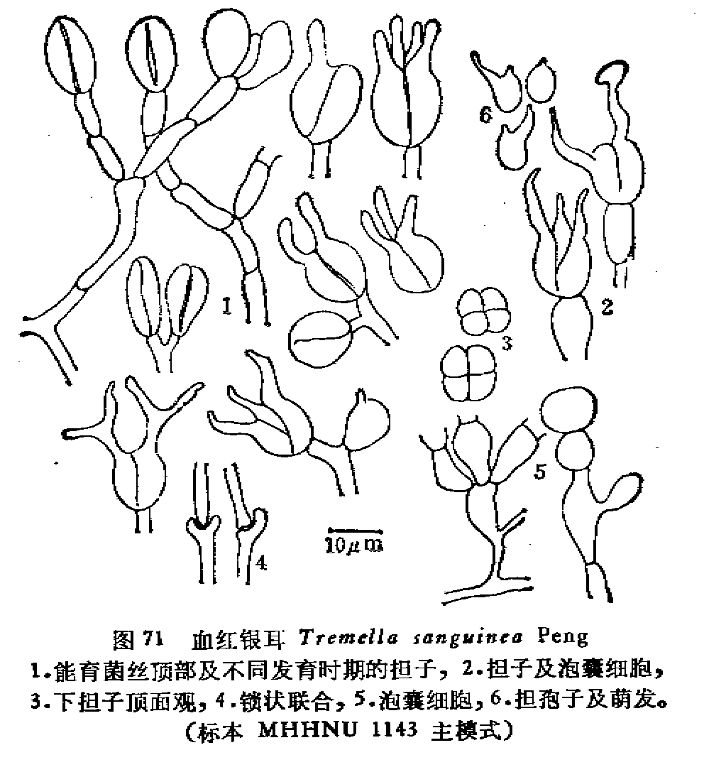 界:真菌界 门:真菌门(eumycota 亚门:担子菌亚门(basidiomycotina)