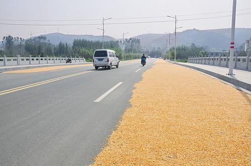 农村人为什么喜欢在公路晒粮食，目的你想不到