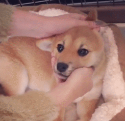 【gif分享】doge的脸到底有多好捏?可能只有捏过的人知道