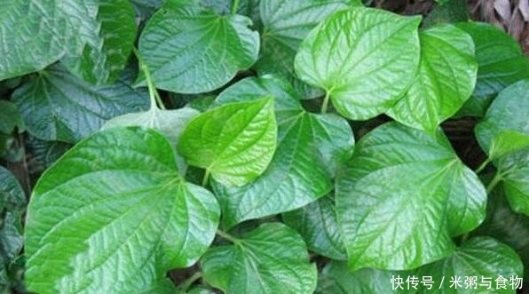 这野草,是南方常吃野菜,殊不知根价值更高,人称“封口好” 钱柜娱乐手机版app