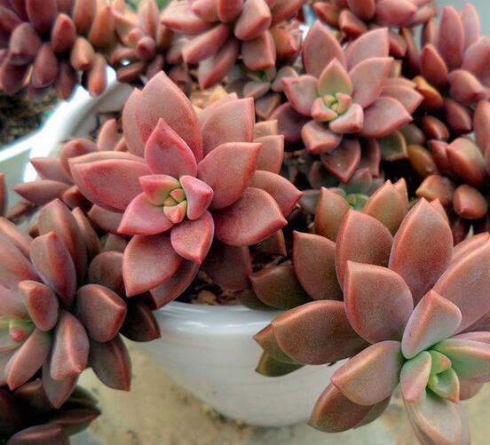 这是什么多肉,为什么别人给我后养了一段时间