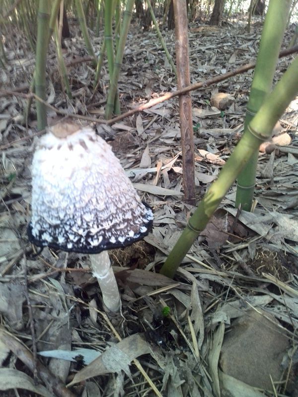 请问这种野蘑菇是什么品种叫什么能否食用,若