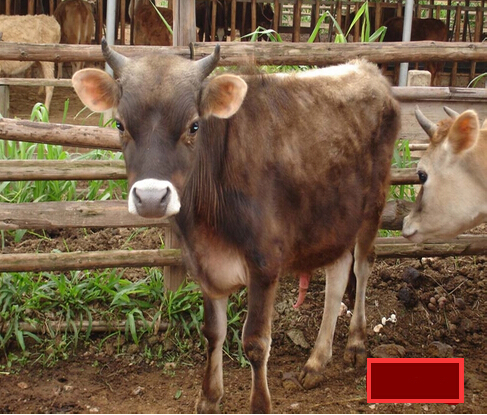 种植蔬菜,买了一些牛粪不会发酵,晒干了可以施