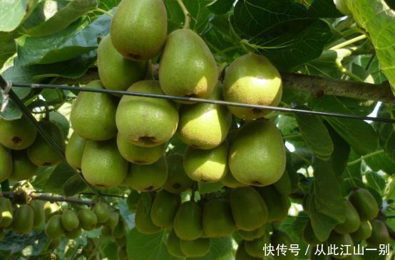 吃猕猴桃对身体不差,食用此水果,镇静心情、生