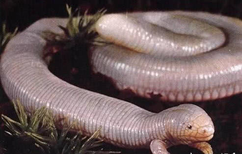 5种隐匿的未知生物,第3种曾于一年中被人发现上千次