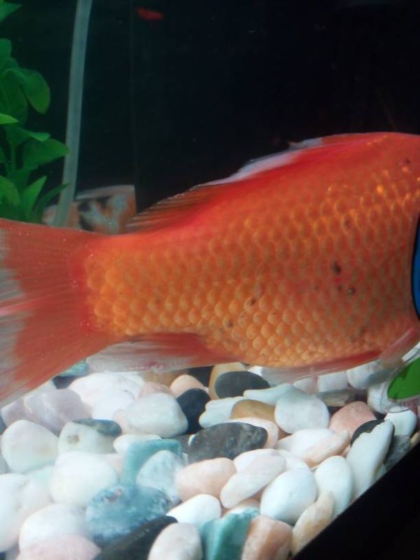 鱼缸里的鱼儿身上长出黑斑,之前还有白色的霉