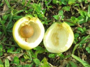 果实如枇杷大小,外果皮为黄色,约3毫米厚,微甜