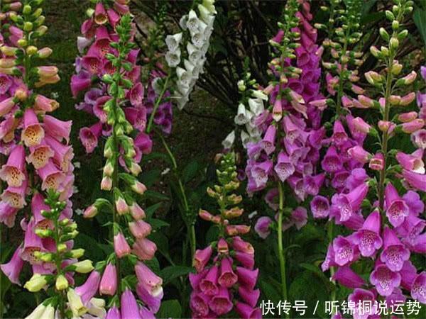 命里有时终须有!3大生肖今年命中有财,未来10天财发不停!