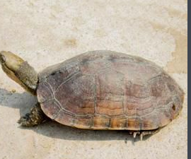 广西石金钱龟到湖南能养?_360问答