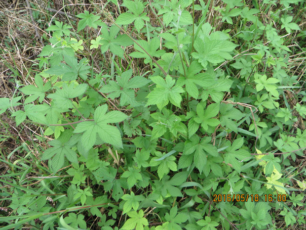 律草与飞蓬有什么不事_360问答