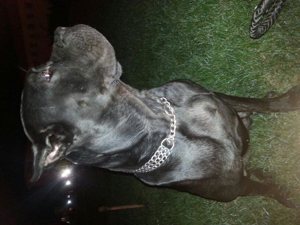 我家卡斯罗十一个月了还没发情,一般的不都八