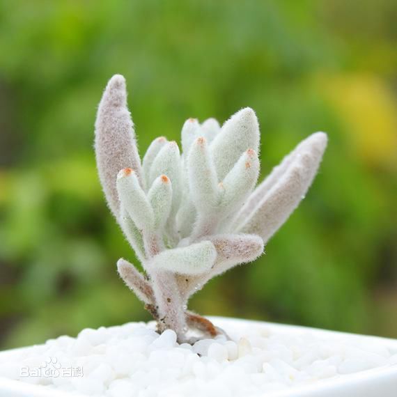 多肉福兔耳应用特征是什么_360问答