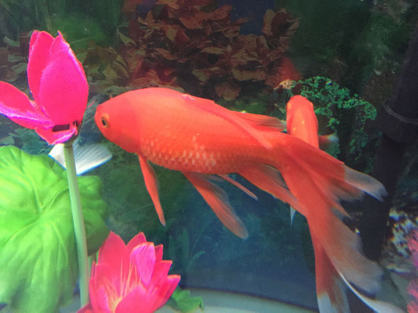 帮我看看我家的锦鲤是怎么了,肚子鼓鼓的,鳞片