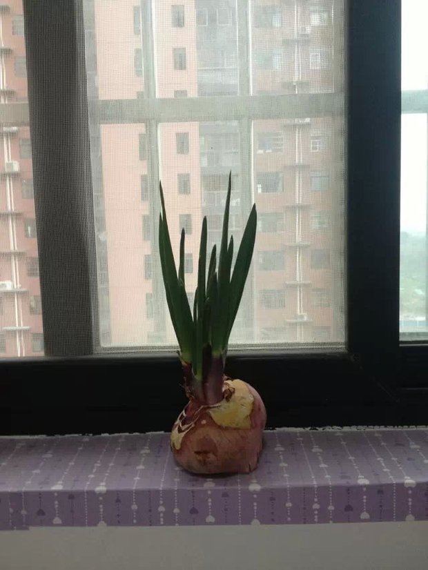 洋葱长葱出来了,还能放在房间吗?_360问答