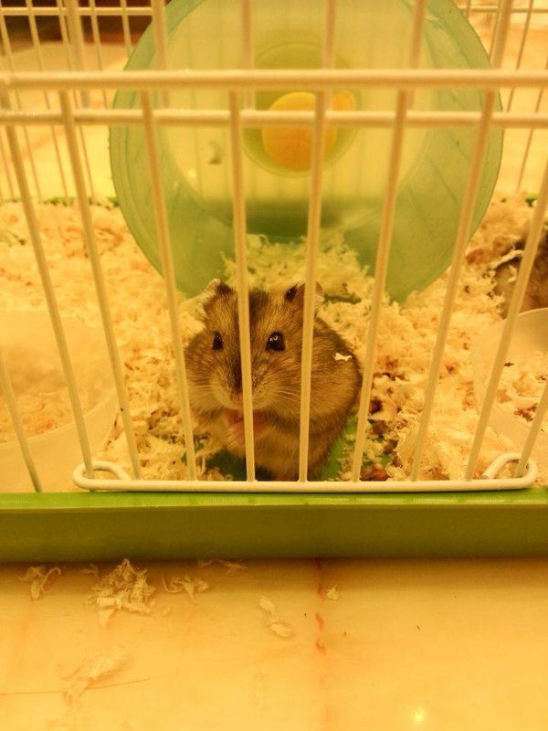 这个仓鼠叫什么_360问答