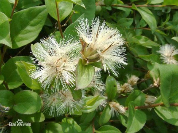 沈阳俗称蚂蚱腿的植物是啥呀?_360问答