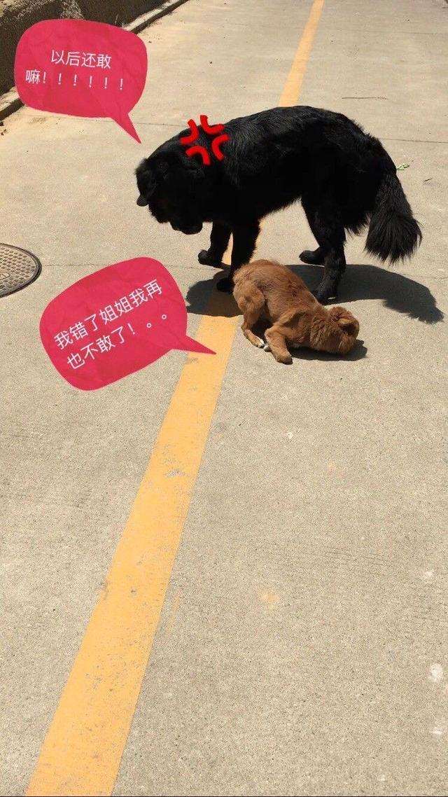 一只黑狗不叫不吼是什么字,一只黑狗不叫不吼是什么字?