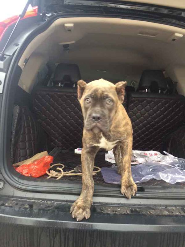 刚今天买的卡斯罗。要怎么养。我现在都不敢摸