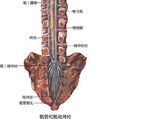 腰椎4到骶1椎间盘在那个位置