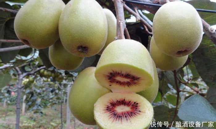 现代酿酒技术-猕猴桃酒制作方法以及详细步骤