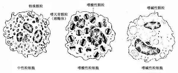 手绘细菌的特殊形态图