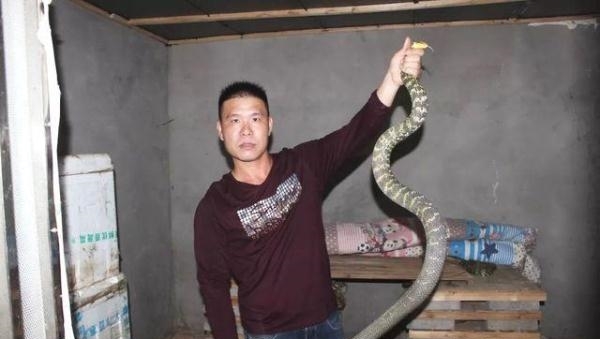 3000多条蛇与他共屋!贵溪乡村有个能人天天与