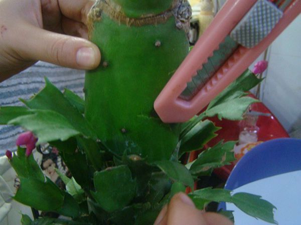 有谁嫁接过蟹爪兰。有视频更好_360问答