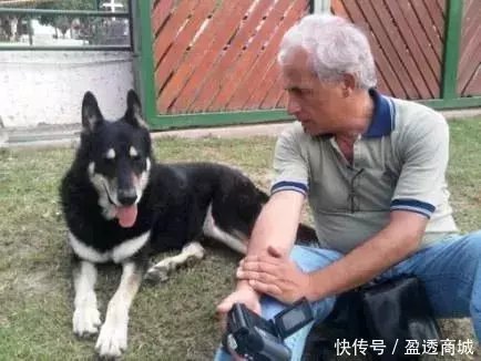 主人去世，爱犬随之消失，11年后真相大白：我愿一生孤独，只为爱