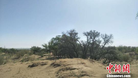 甘肃古浪治沙人三十载坚守:练就独特妙法成\"土专家\"