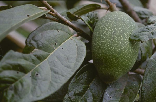 台湾的爱玉冰是什么样的?口感呢?_360问答