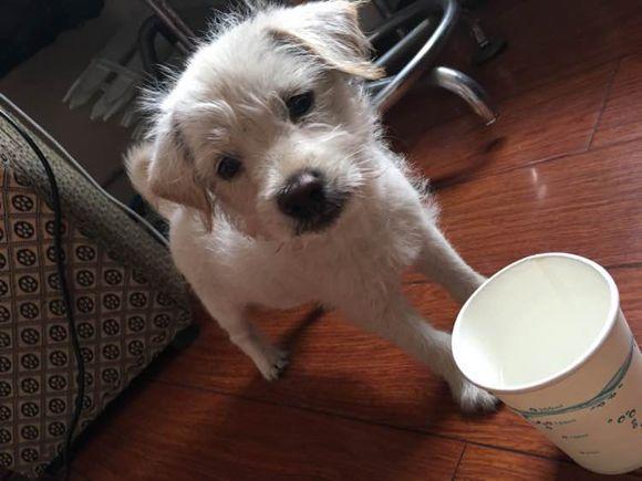 小白狗掉毛被主人丢到车外,跟了一路看哭路人