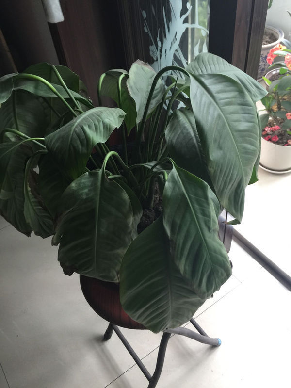 一帆风顺,一直是蔫儿了吧唧,也不知道是什么原