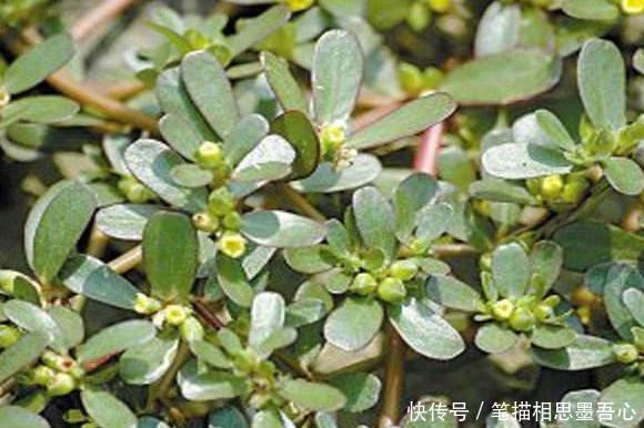 这20种野菜你吃过吗?可能只有农村人知道这些