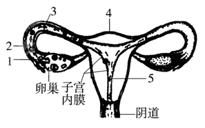 精的部位是图中的[ ]     ,此时胚胎发育所需的营