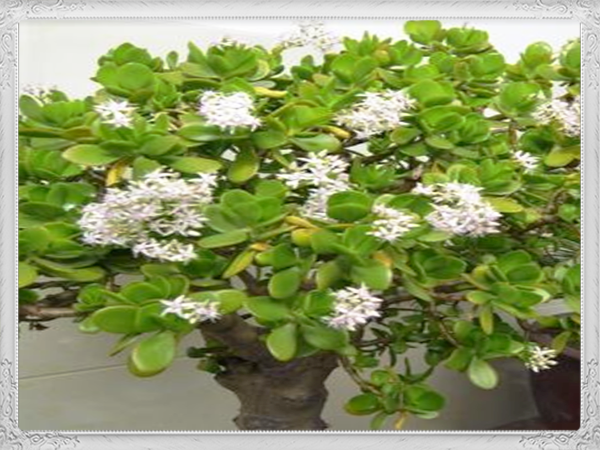 t01cde80671add74e13.png?size=600x450