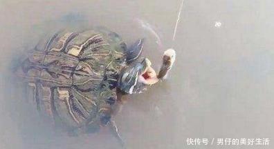 小伙在池塘钓鱼,钓到一只乌龟,接下来的场景让小伙惊讶