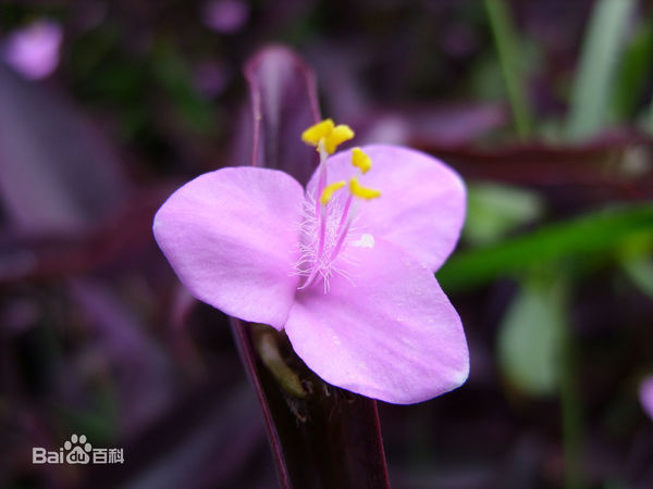 紫叶开淡紫花,粉花,花瓣3片,通体紫色,无香味的